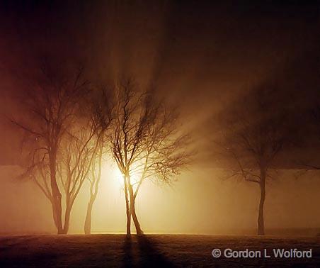 Trees In Fog_08556.jpg - Photographed at Smiths Falls, Ontario, Canada.